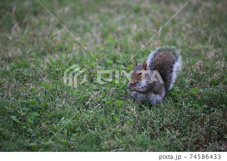 Grey squirrel in central park Grey squirrel in central park 74586433