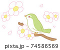 桜とうぐいす 74586569