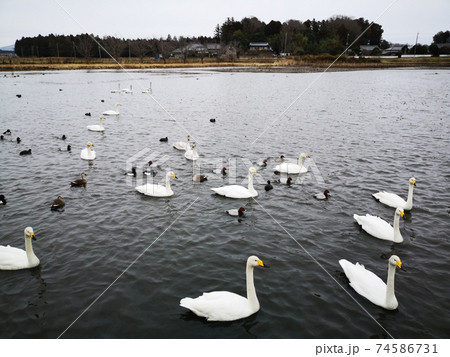 白鳥の湖 白鳥の湖 74586731