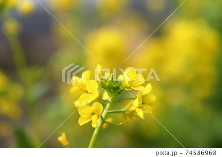 菜の花 74586968
