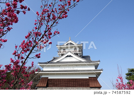 日本のお城  満開の梅 74587592