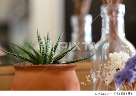 多肉植物 十二の巻 爽やかな雰囲気 多肉植物 十二の巻 爽やかな雰囲気 74588398