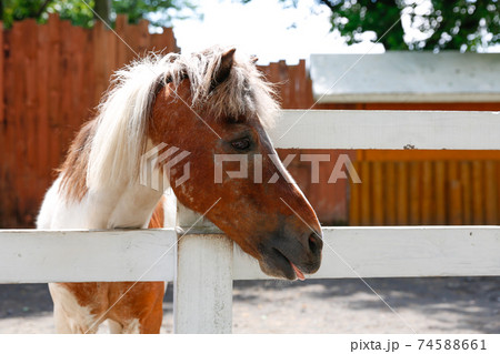 何か言いたそうな横顔のラバさん 74588661
