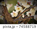 梅花 74588719