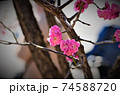 梅花 74588720