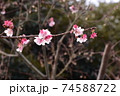 梅花 74588722