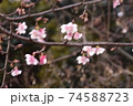 梅花 74588723
