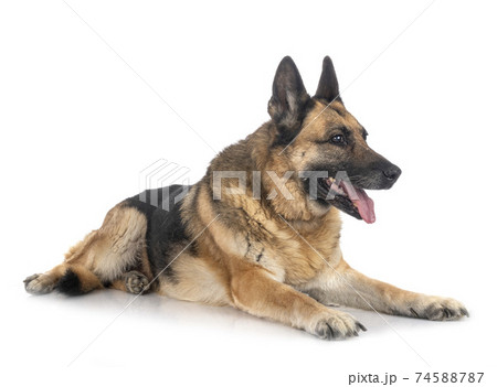german shepherd in studio 74588787