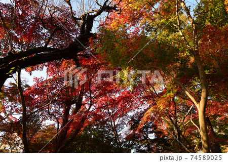 曜光山月山寺の紅葉　　＃11 74589025