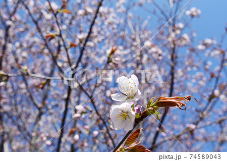 青空とサクラの花 74589043