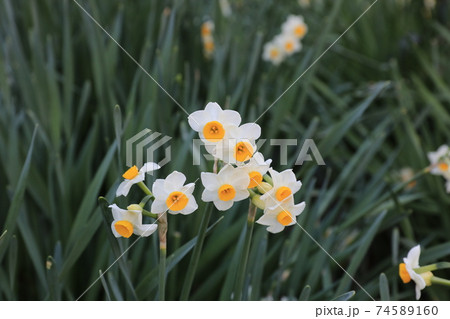 ニホンズイセン  74589160