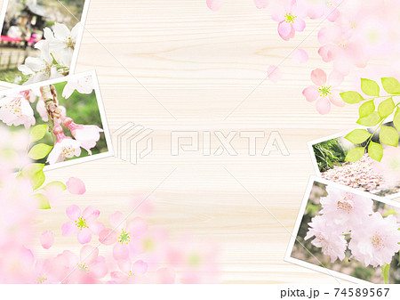 桜　背景素材 74589567