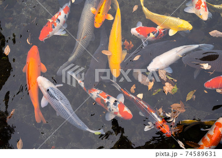 【熊本県】　水前寺成趣園 74589631