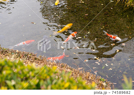 【熊本県】 水前寺成趣園 【熊本県】 水前寺成趣園 74589682