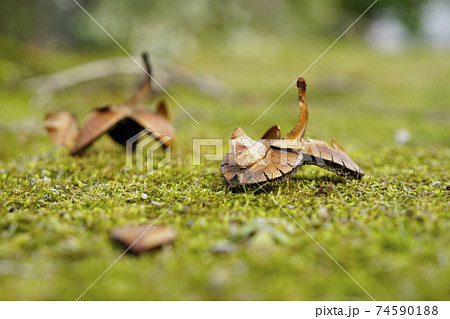 冬の公園に面白い形をしたツバキの実の抜け殻が落ちていた...2 74590188