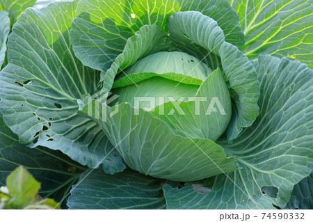Green cabbages in growth at vegetable garden Green cabbages in growth at vegetable garden 74590332