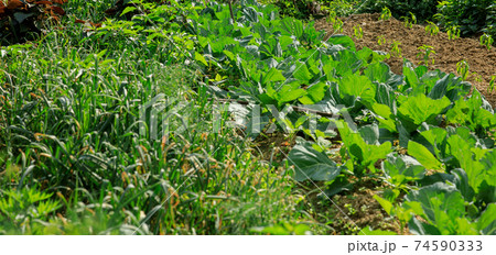 Green cabbage and garlic in growth at vegetable garden 74590333