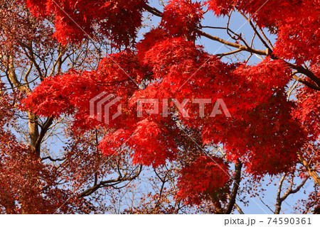 曜光山月山寺の紅葉　　＃48 74590361