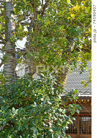 流山散歩：真言宗豊山派 光明院 境内のタラヨウ 74590407