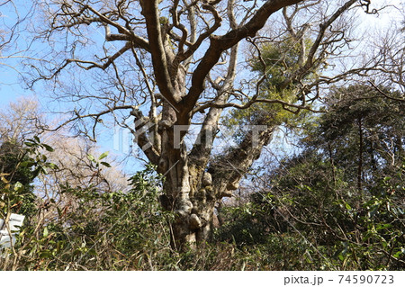 筑波山域の中でも一番大きなブナの木 74590723