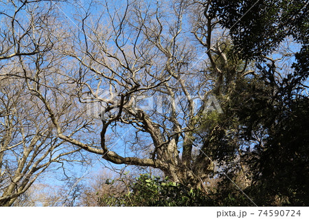 筑波山域の中でも一番大きなブナの木 74590724
