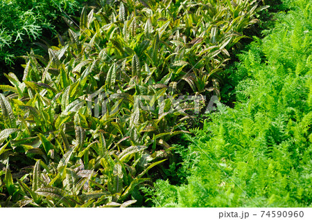 Green asparagus lettuce and carrots in growth at vegetable garden Green asparagus lettuce and carrots in growth at vegetable garden 74590960