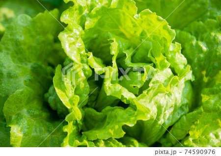 Green lettuce in growth at vegetable garden Green lettuce in growth at vegetable garden 74590976
