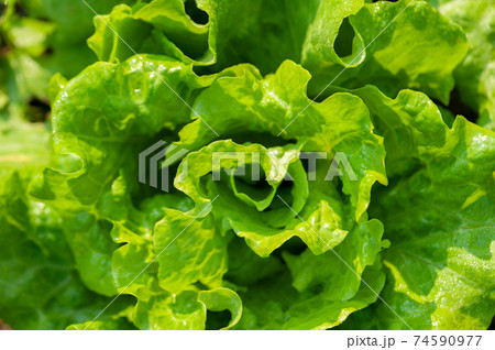 Green lettuce in growth at vegetable garden Green lettuce in growth at vegetable garden 74590977