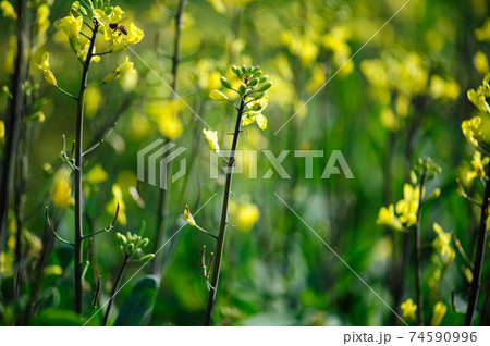 Flowering chinese kale plants in growth at vegetable garden Flowering chinese kale plants in growth at vegetable garden 74590996