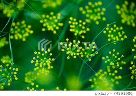 Fennel (Foeniculum vulgare) in growth at garden Fennel (Foeniculum vulgare) in growth at garden 74591000