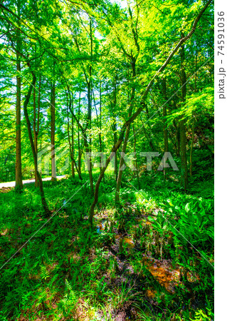くろんど園地 八つ橋のラクウショウの森 74591036