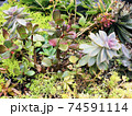 多肉植物の寄せ植え 74591114