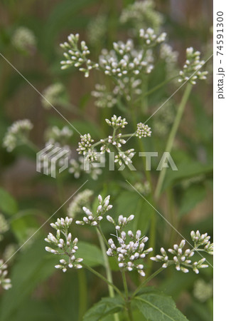 フジバカマの白い花が咲いています 学名はeupatorium Japonicumです の写真素材