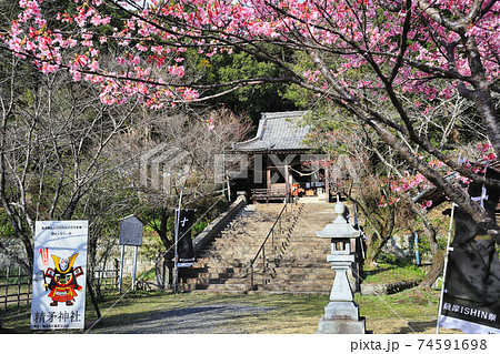 精矛神社 河津桜と本殿 精矛神社 河津桜と本殿 74591698