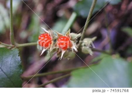 フユイチゴ　萼がついたままの赤い実が二つ 74591768
