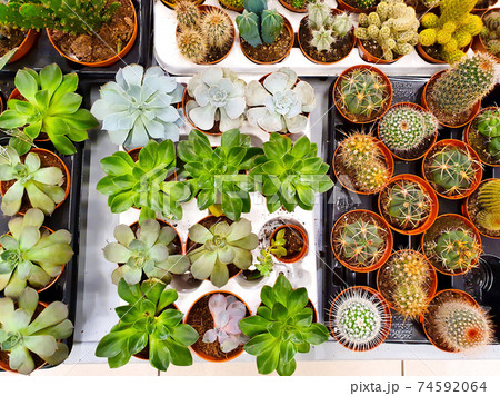 Collection of Cactus, succulents and exotic Plants. Set of cacti in shop Collection of Cactus, succulents and exotic Plants. Set of cacti in shop 74592064
