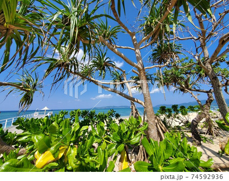 二月中旬の石垣島　フサキビーチ 74592936