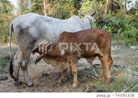 Mother and child cows together. Mother and child cows together. 74593336
