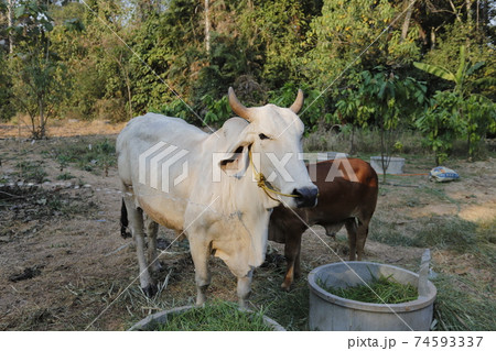 Mother and child cows together. Mother and child cows together. 74593337