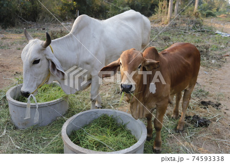 Mother and child cows together. Mother and child cows together. 74593338
