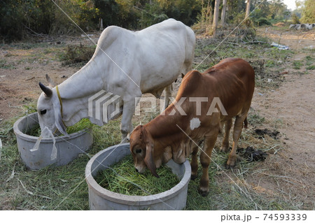 Mother and child cows together. 74593339