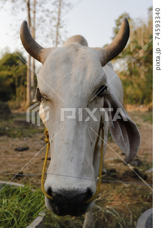 Face of a cow, cute and friendly expression. 74593340