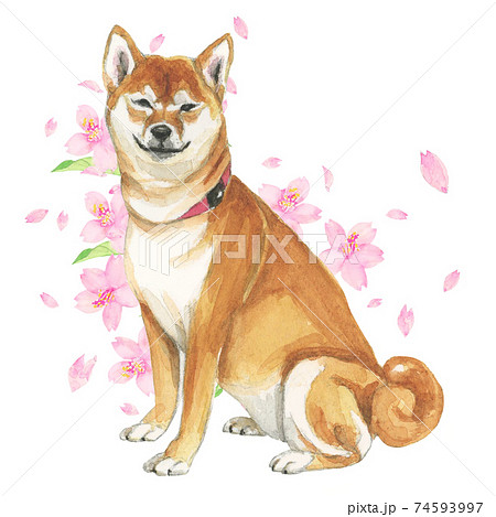 微笑む柴犬と桜 手描き水彩画のイラスト素材