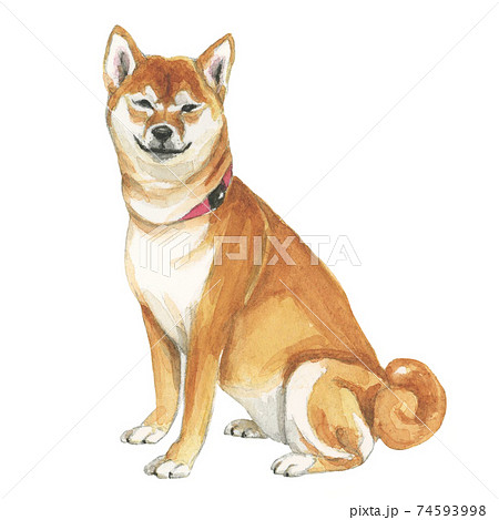 微笑む柴犬 手描き水彩画 のイラスト素材