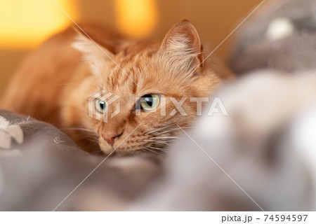 見つめる猫　茶トラ猫 74594597
