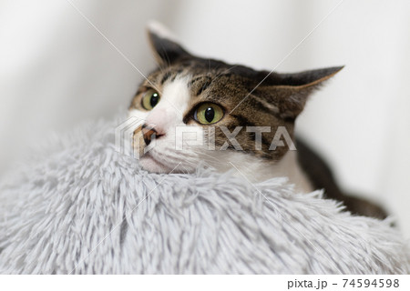 ふわふわなクッションでくつろぐ猫 キジトラ猫 ふわふわなクッションでくつろぐ猫 キジトラ猫 74594598