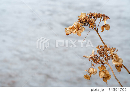 枯れた紫陽花の花の写真素材