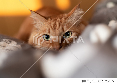 見つめる猫 茶トラ猫 見つめる猫 茶トラ猫 74594715