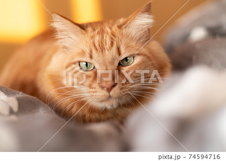 見つめる猫 茶トラ猫 見つめる猫 茶トラ猫 74594716