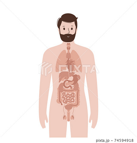 Internal organs in male body 74594918